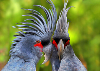 Palmkakadu oder Arakakadu (Probosciger aterrimus) zwei Tiere, Portrait 