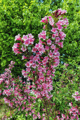 Blooming Weigela Rosea, Pink flower summer in the garden