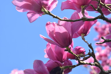 pink magnolia 6