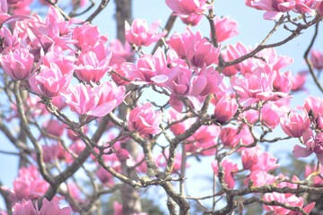pink magnolia 5