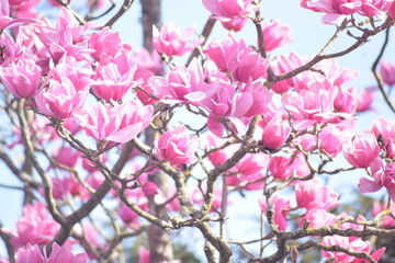 pink magnolia 3