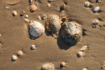 Detail of the shells and remains of mollusks in the sand on the beach. Relaxing summer vacation concept with sea and waves.