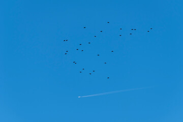 A flock of starlings flying in the blue sky where a passenger plane also flies, leaving a trail of...