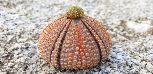 A large and a small shell of arbacia lixula (urchin) lie on a stone. Panorama.