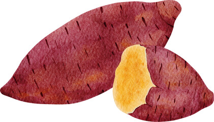 Sweet Potato Watercolor