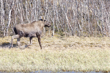 Moose in the woods at Helgeland