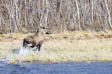 Moose in the woods at Helgeland