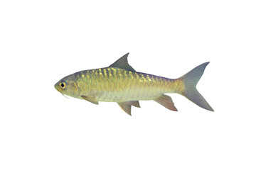 Close-up view of Neolissochillus fish isolated on a transparent background png file.