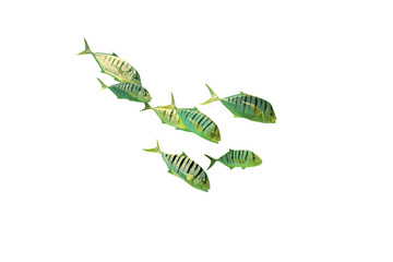 Close-up of an image of a school of sea fish isolated on a transparent background png file.