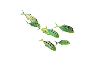 Close-up of an image of a school of sea fish isolated on a transparent background png file.