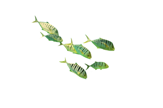 Close-up of an image of a school of sea fish isolated on a transparent background png file.