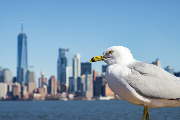 Fototapeta na wymiar Lower Manhattan skyline in New York City (USA)