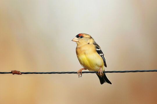 A dainty goldfinch delicately balancing on a thin wire.