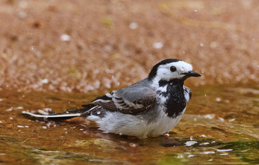 White wagtail (Motacilla alba) bathing in the water on a hot summer day.