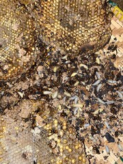 h3althy,food,fish,water,cold,larvas,bug,