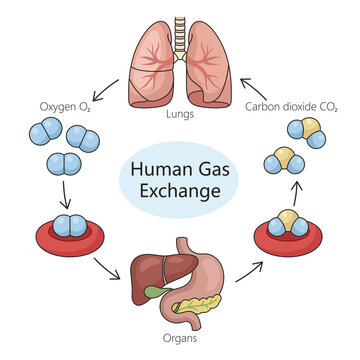 Human respiratory gas exchange process, including oxygen intake and carbon dioxide expulsion diagram hand drawn schematic raster illustration. Medical science educational illustration
