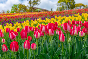 チューリップ畑