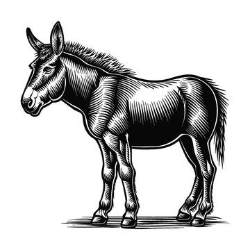 recommend clip art: donkey engraving black and white outline
