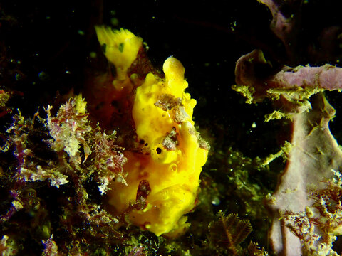 Yellow frogfish underwater at night. The frogfish hides among the corals on the bottom at night.