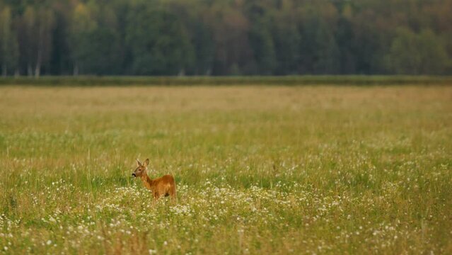 Solitude in Sunset: Majestic Deer Grazing in Golden Meadows
