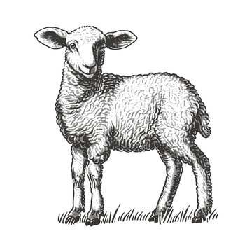 recommend clip art: lamb engraving black and white outline