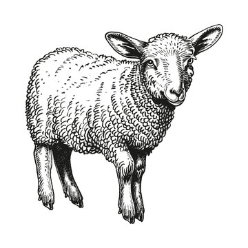 recommend clip art: lamb engraving black and white outline