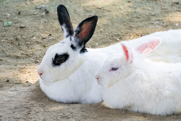 二羽の白ウサギ