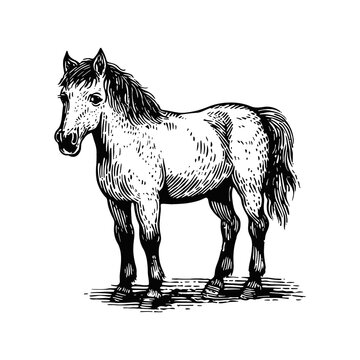recommend clip art: poni small horse engraving black and white outline