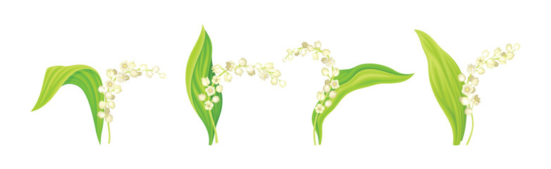 Lily of the Valley Flower on Green Stem with Leaf Vector Set