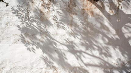 Tree shadow on white wall