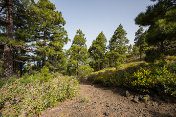 Scene of the Birigoyo peak, La Palma Island, Canary Islands.