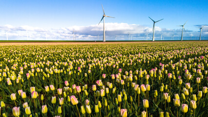 A vast field of colorful flowers sways gently in the breeze, with towering windmills in the background under a clear blue sky in the Netherlands in Spring
