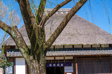 茅葺屋根と柳