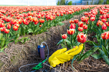 sprayer with pesticides and gloves on the ground with a colorful tulip field in the Netherlands