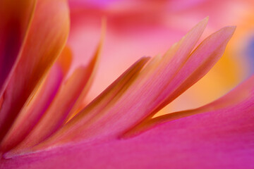 Abstract macro photo of a tulip flower with shallow depth of field. Natural background. Abstract...