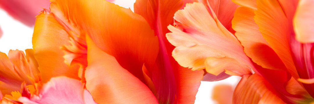 Abstract macro photo of a parrot tulip flower petals. Floral banner. Abstract floral background.