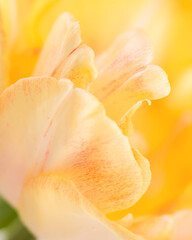 Floral abstract background. Macro shot of the petals of a yellow tulip. Extreme tulip close up.