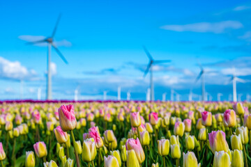 Vibrant tulips dance in a field while windmills stand tall in the background, capturing the essence of spring in the Netherlands