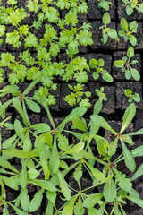 Flower seedlings growing in soil blocks. Soil blocking is a seed starting technique that relies on planting seeds in cubes of soil rather than plastic cell trays or pots.
