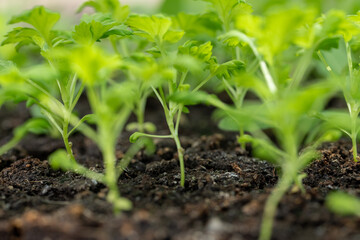 Feverfew seedlings in soil blocks. Soil blocking is a seed starting technique that relies on planting seeds in cubes of soil rather than plastic cell trays or pots.