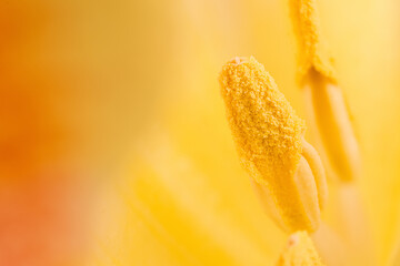 Floral background. Macro shot of the inside of a yellow tulip. Extreme tulip close up.