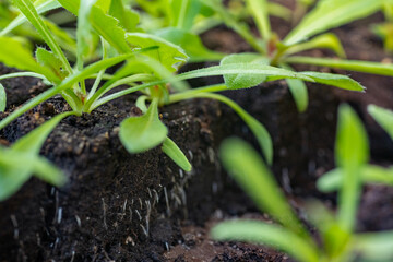 Statice seedlings in soil blocks. Air pruning means that the initial roots slightly dry out and stop outward growth, which spurs secondary root development.