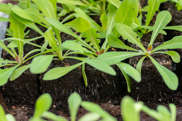 Statice seedlings in soil blocks. Air pruning means that the initial roots slightly dry out and stop outward growth, which spurs secondary root development.