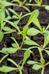 Statice seedlings in soil blocks. Soil blocking is a seed starting technique that relies on planting seeds in cubes of soil rather than cell trays or pots.