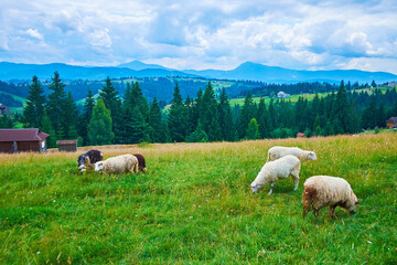 The Mountain Valley Peppers with grazing sheep herd, Ukraine - obrazy, fototapety, plakaty
