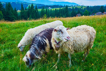 The sheep on green meadow, Carpathians, Mountain Valley Peppers, Ukraine - obrazy, fototapety, plakaty