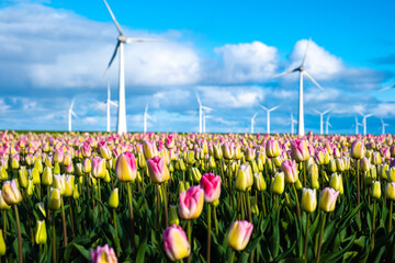 A vibrant field filled with a dazzling array of pink and yellow tulips swaying gently in the wind, creating a peaceful and colorful scene in the Dutch countryside