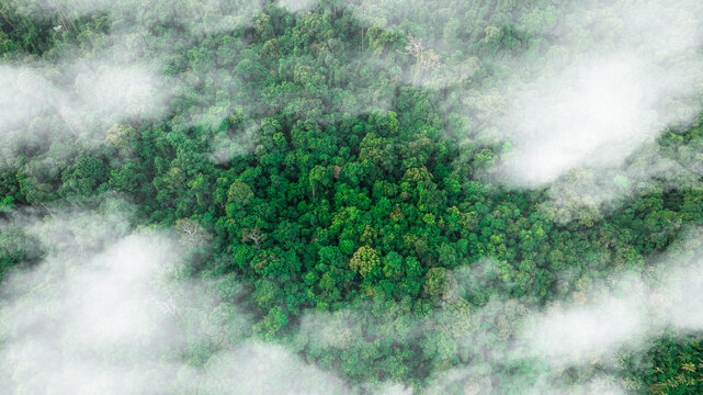 aerial view of fog and dark green forest Rich natural ecosystem, rainforest, natural forest conservation concept.