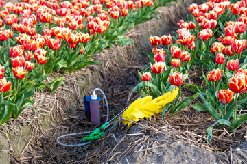 sprayer with pesticides and gloves on the ground with a colorful tulip field in the Netherlands