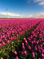 A vibrant field of pink tulips sways gently in the wind, with iconic Dutch windmills standing tall...